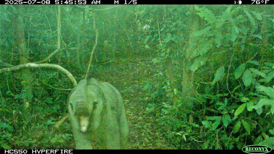 Newborn elephant calf spotted in Da Nang’s habitat conservation area